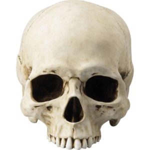 Jawless Skull Statue